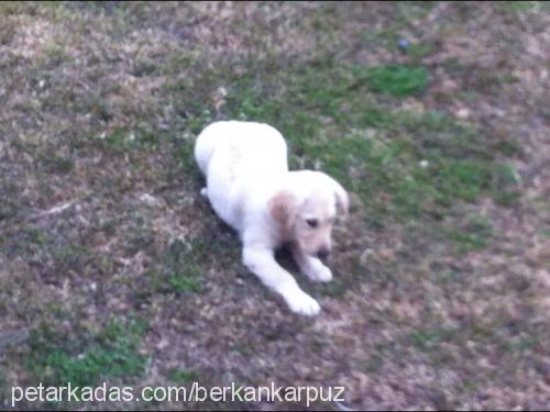 pamuk Dişi Golden Retriever