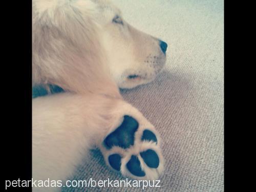 pamuk Dişi Golden Retriever