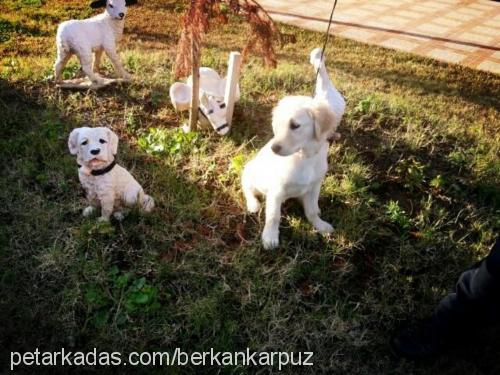 pamuk Dişi Golden Retriever