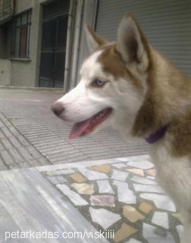 maya Dişi Sibirya Kurdu (Husky)