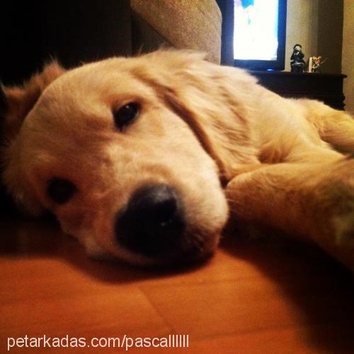 pascal Erkek Golden Retriever