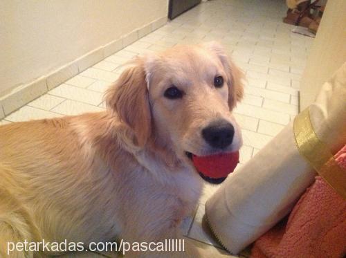 pascal Erkek Golden Retriever