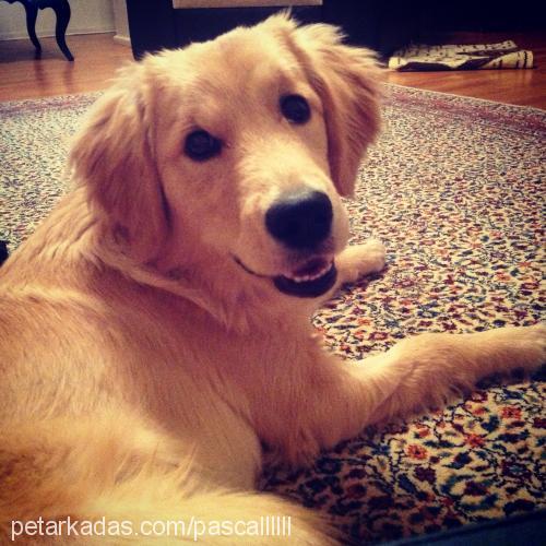 pascal Erkek Golden Retriever