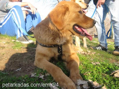 blont Erkek Golden Retriever