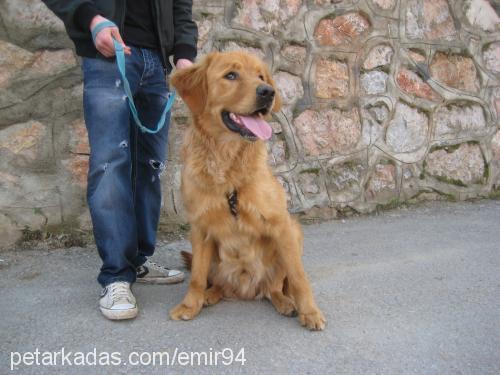 blont Erkek Golden Retriever