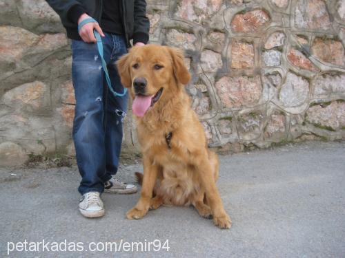 blont Erkek Golden Retriever