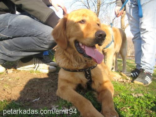 blont Erkek Golden Retriever