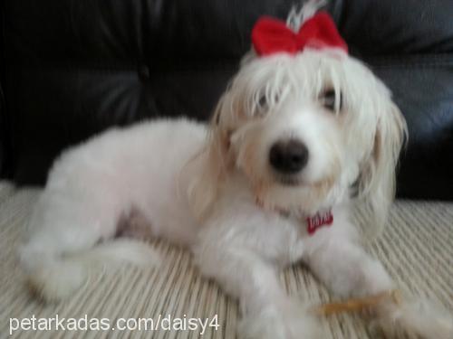 daisy Dişi Maltese