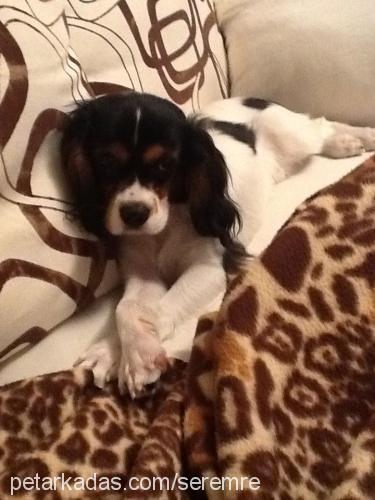 joker Erkek Cavalier King Charles Spanieli