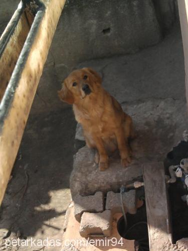 blont Erkek Golden Retriever