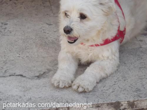 duman Erkek Norfolk Terrier