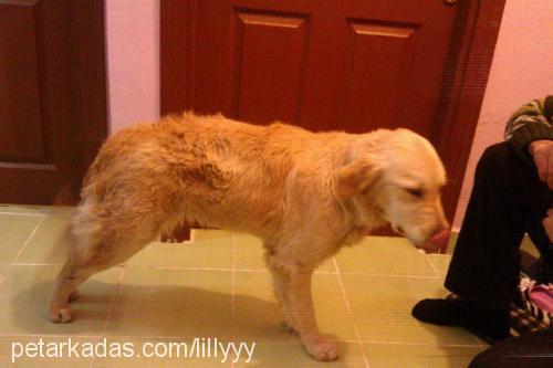 lily Dişi Golden Retriever