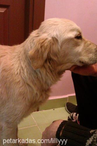 lily Dişi Golden Retriever