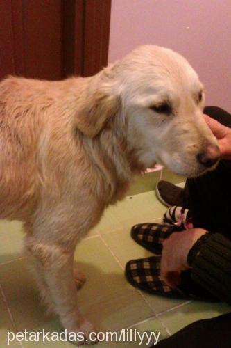 lily Dişi Golden Retriever