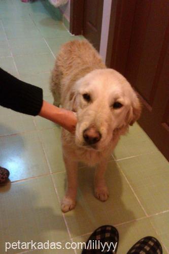 lily Dişi Golden Retriever