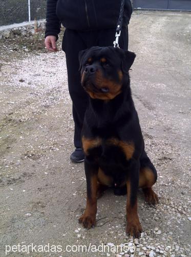 baksi Erkek Rottweiler