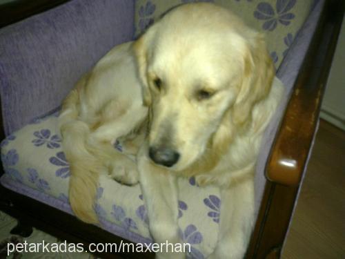 max Erkek Golden Retriever