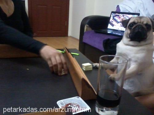 gölge Dişi Pug