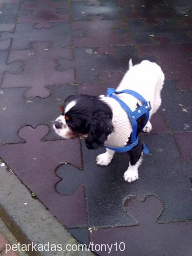 tony Erkek Cavalier King Charles Spanieli