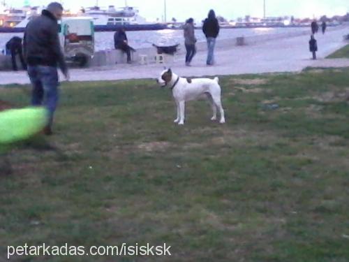 cani Erkek Boxer