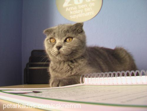 maya Dişi Scottish Fold