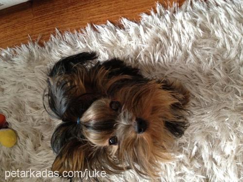 lucas Erkek Yorkshire Terrier