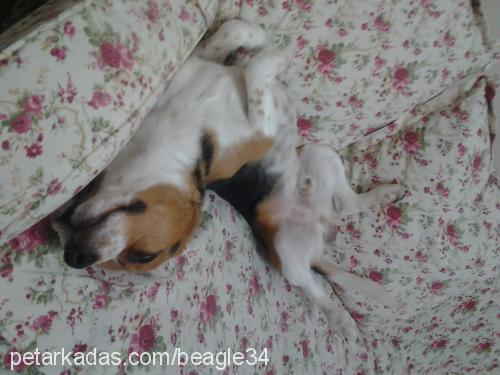 paşa Erkek Beagle