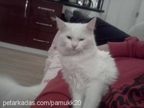 pamuk Dişi Ankara Kedisi (Angora)