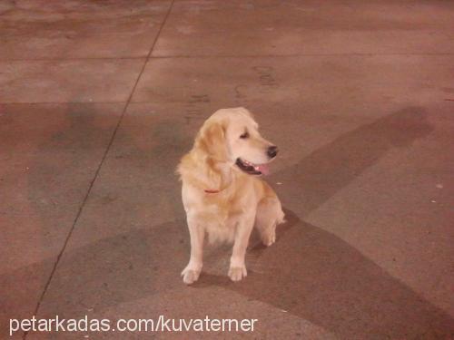 gofret Erkek Golden Retriever