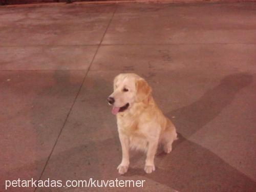 gofret Erkek Golden Retriever