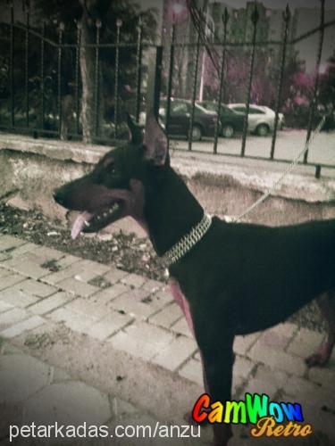 anzu Dişi Doberman Pinscher