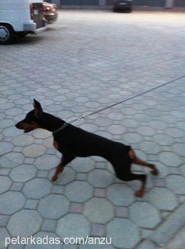 anzu Dişi Doberman Pinscher