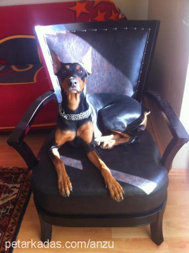 anzu Dişi Doberman Pinscher