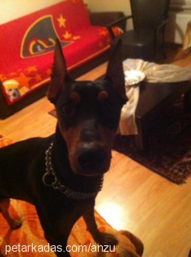 anzu Dişi Doberman Pinscher