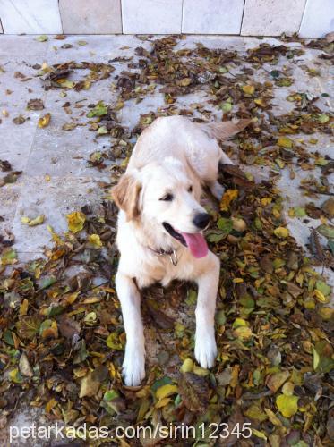 şirin Dişi Golden Retriever