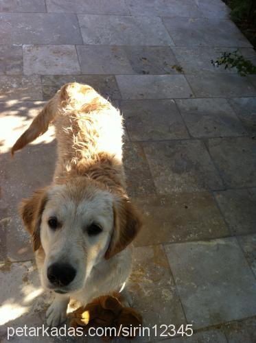 şirin Dişi Golden Retriever