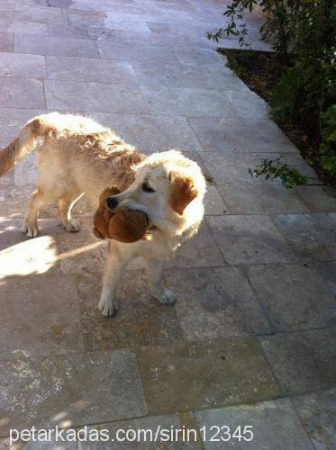 şirin Dişi Golden Retriever