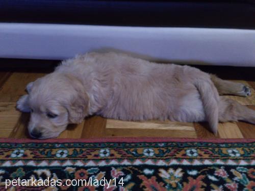 lady Dişi Golden Retriever