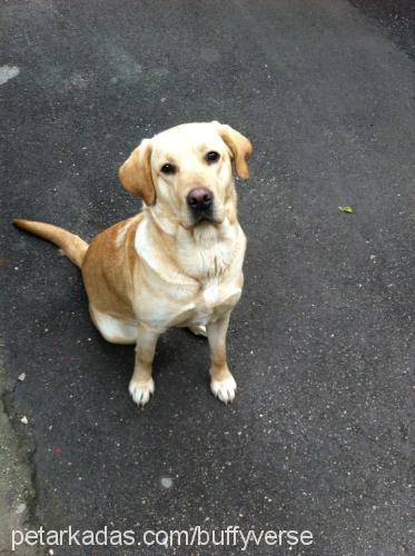 buffy Dişi Labrador Retriever