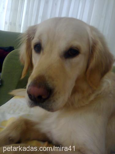 mira Dişi Golden Retriever