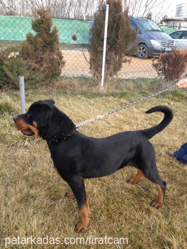 seth Erkek Rottweiler