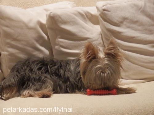 merlİn Erkek Yorkshire Terrier