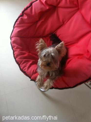 merlİn Erkek Yorkshire Terrier