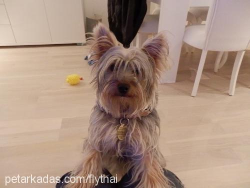 merlİn Erkek Yorkshire Terrier