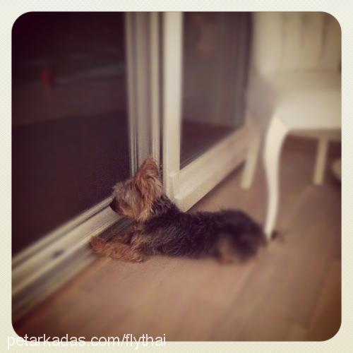 merlİn Erkek Yorkshire Terrier