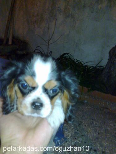 nina Dişi King Charles Spaniel