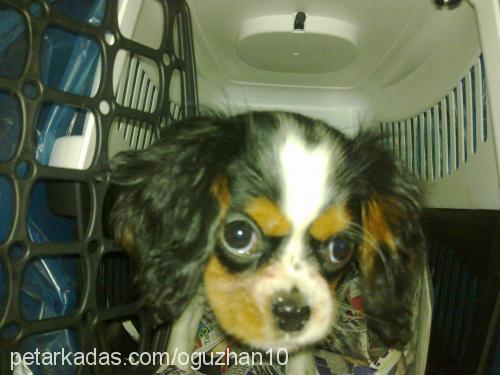 nina Dişi King Charles Spaniel