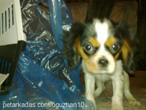 nina Dişi King Charles Spaniel