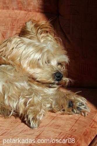 oscar Erkek Yorkshire Terrier