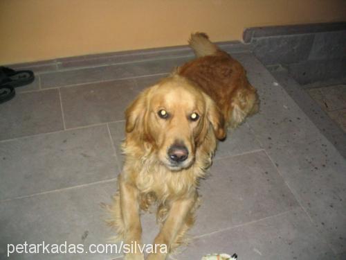 buddy Erkek Golden Retriever